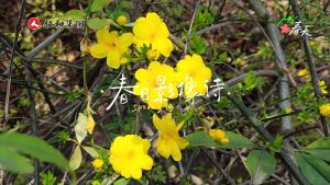 春日影像诗? | 在luck18863科技园，，，，，，，，听“范伟”先生朗诵《春》